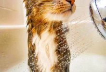 Bild von Lustige Katzen Bilder Geburtstag Bilder Kostenlos bilder fürs handy