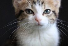 Bild von Lustige Katzen Bilder Kostenlos bilder fürs handy
