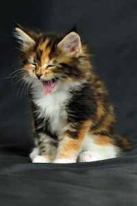 Lustige Katzen Bilder Mit Sprüchen 200x300 - Clipart Katze