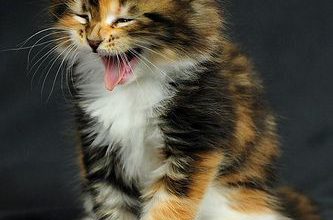 Bild von Lustige Katzen Bilder Mit Sprüchen