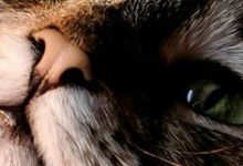 Bild von Lustige Katzen Fotos bilder fürs handy