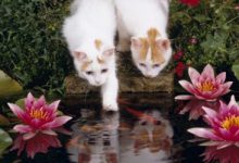 Bild von Lustige Katzen Fotos Bilder Kostenlos bilder fürs handy