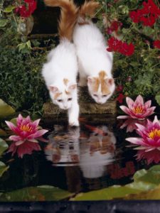 Lustige Katzen Fotos Bilder Kostenlos 225x300 - Süße Katzenbilder Mit Sprüchen