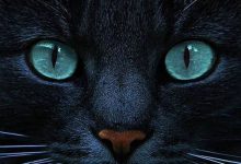 Bild von Lustige Katzen Videos bilder fürs handy