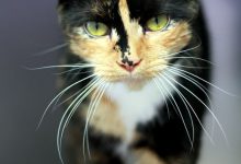 Bild von Lustige Katzen Videos Kostenlos bilder fürs handy