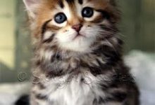 Bild von Lustige Katzenbabys Bilder Bilder Kostenlos bilder fürs handy