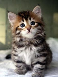 Lustige Katzenbabys Bilder Bilder Kostenlos 226x300 - Süße Katzen Ausmalbilder
