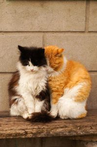 Lustige Katzenbilder Für Facebook 199x300 - Bilder Von Kleinen Katzen