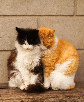 Lustige Katzenbilder Für Facebook Bilder und Sprüche