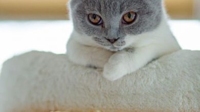 Bild von Lustige Katzenbilder Mit Sprüchen Deutsch