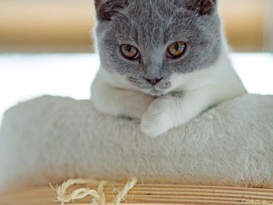Lustige Katzenbilder Mit Sprüchen Deutsch Bilder und Sprüche für