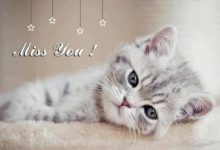 Bild von Lustige Katzenbilder Mit Text bilder fürs handy