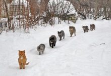 Bild von Lustige Katzenbilder Mit Text Bilder Kostenlos bilder fürs handy
