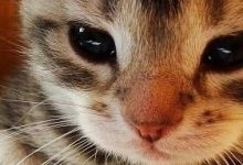 Bild von Lustige Katzenbilder Mit Text Deutsch bilder fürs handy