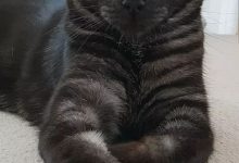 Bild von Lustige Katzenbilder Video bilder fürs handy