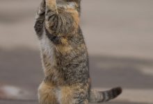 Bild von Lustige Katzenbilder Weihnachten bilder fürs handy
