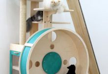 Bild von Lustige Katzenbilder Zum Geburtstag Bilder Kostenlos bilder fürs handy