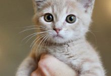 Bild von Lustige Katzenfotos Kostenlos bilder fürs handy