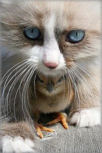 Lustige Videos Über Katzen 200x300 - Cutest Cat Pics Ever Bilder