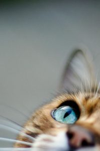 Lustige Videos Katzen 199x300 - Mal Bilder Tiere