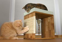 Bild von Lustige Videos Mit Katzen bilder fürs handy