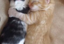 Bild von Main Coon Katzen Bilder fürs handy
