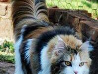 Bild von Menkun Katze Bilder fürs handy