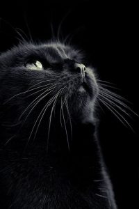 Muschel Bilder 200x300 - Cute Cat Kitten Pictures Bilder