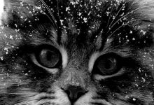 Bild von My Cat Photo Bilder fürs handy