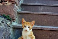 Bild von New Cat Images Bilder fürs handy