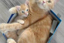 Bild von New Cat Photos Bilder fürs handy