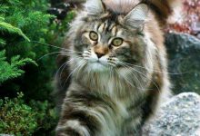 Bild von New Cat Pic Bilder fürs handy
