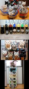 New Cat Pictures Bilder 97x300 - Schwarzer Katzen Kaufen