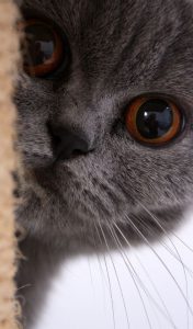 New Funny Cat Pictures Bilder 176x300 - Cute Cat Photos With Captions Bilder