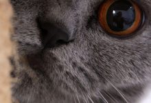 Bild von New Funny Cat Pictures Bilder fürs handy