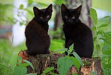 Bild von Nice Cat Photo Bilder fürs handy
