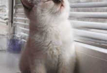 Bild von Niedliche Katzen Rassen bilder fürs handy