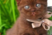 Bild von Niedliche Katzenbilder fürs handy