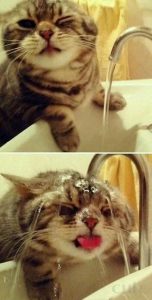 Okay Google Cat Pictures Bilder 152x300 - Süße Katzenbilder Mit Sprüchen