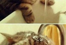 Bild von Okay Google Cat Pictures Bilder fürs handy