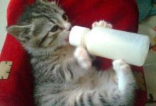 Bild von Perserkatzen Bildergalerie bilder fürs handy