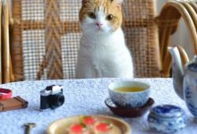 Bild von Perserkatzen Fotos Bilder Kostenlos bilder fürs handy