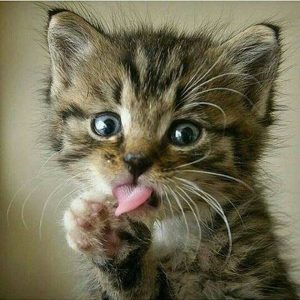 Pet Cats Images Bilder 300x300 - Nachts Sind Alle Katzen Grau
