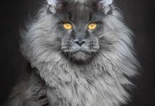 Bild von Pflanzen Für Katzen bilder fürs handy