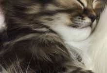 Bild von Photo With Cat Bilder fürs handy