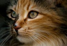 Bild von Pic Cats Kittens Bilder fürs handy