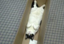 Bild von Pics Of Cute Cats And Kittens Bilder fürs handy