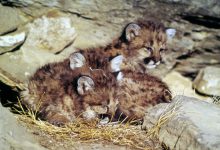 Bild von Pictures Of Baby Cats Bilder fürs handy