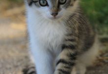 Bild von Pictures Of Beautiful Cats And Kittens Bilder fürs handy