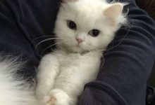 Bild von Pictures Of Cats Pictures Of Cats Bilder fürs handy